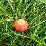 Crochet Mini Pumpkins for Seasonal Decor and Handmade Gifts